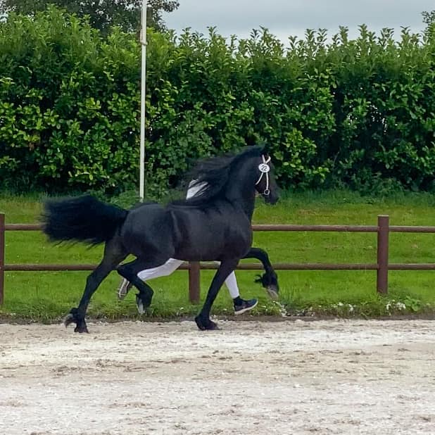 Zes Sterren bij stamboekkeuring Wergea