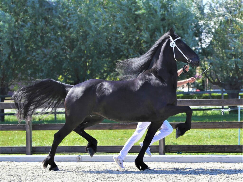 Gea v.d. Slothoeve Model Sport AAA