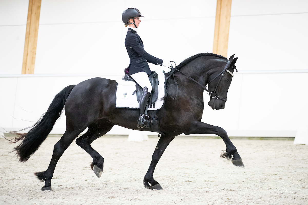 NK-Indoor: weer Friese paarden die kans maken in de dressuur