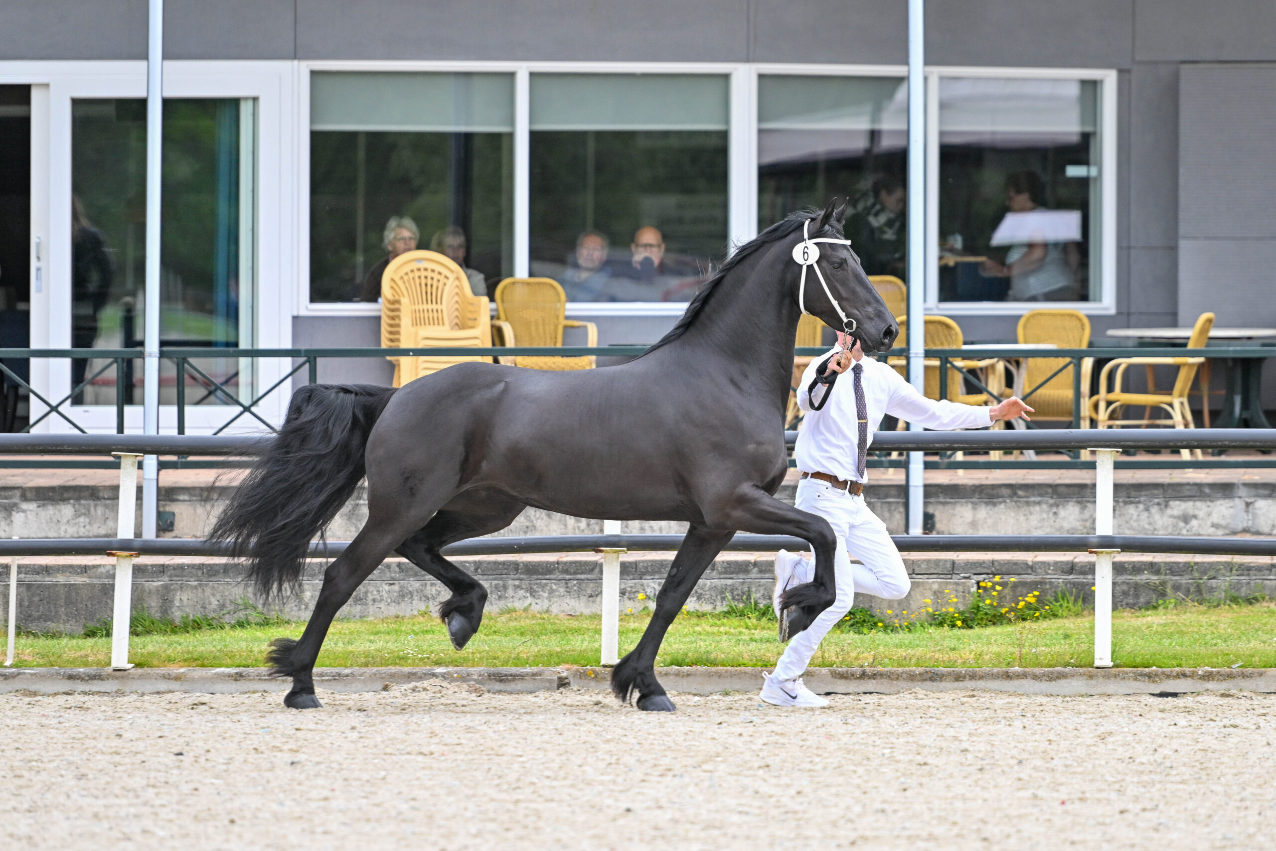 Vier Sterren voor stamboekkeuring Harich