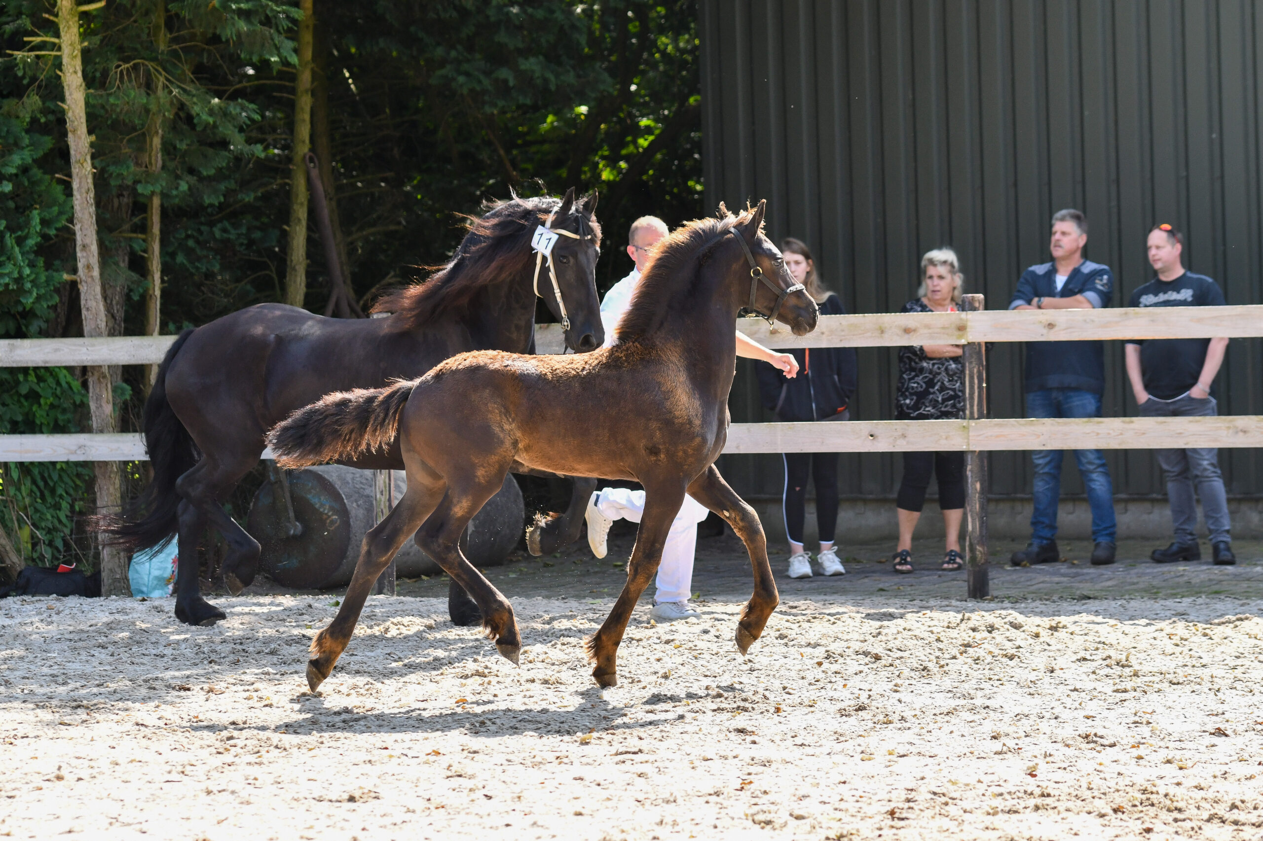 Arie van Zwol succesvol op veulenkeuring Kollumerzwaag