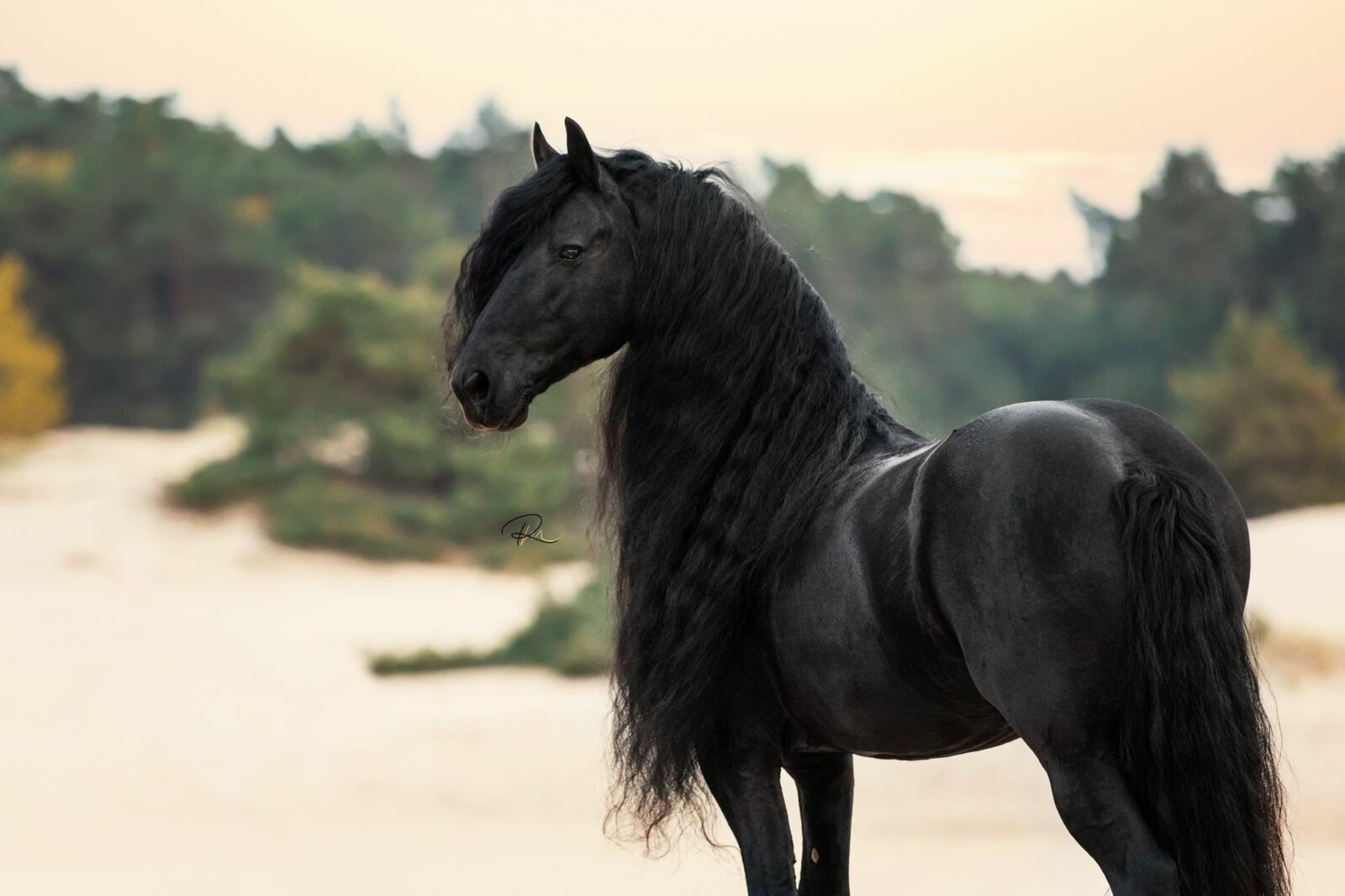 mooie paarden fotos