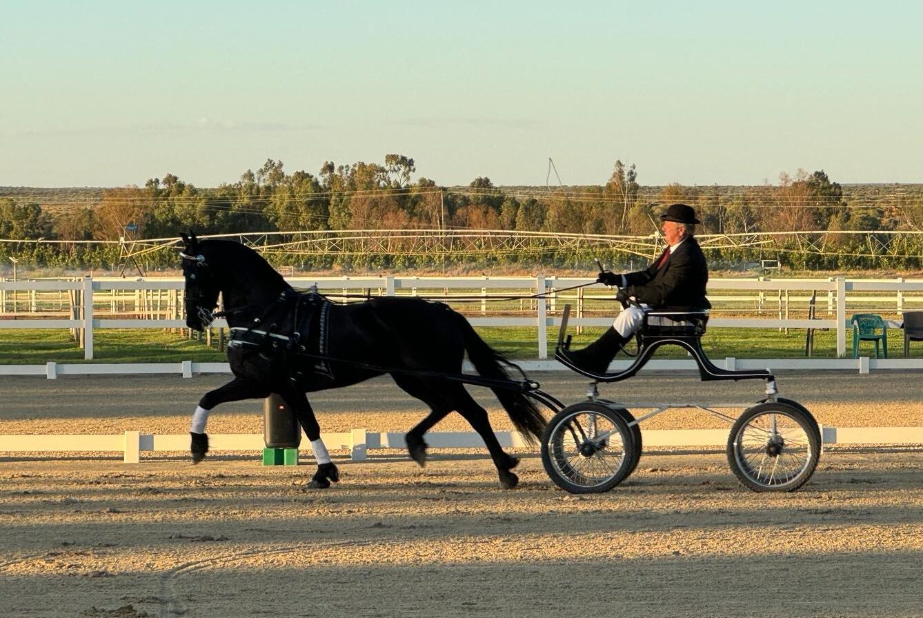 Peu Bezuidenhout in Zuid Afrika showt zijn eerste zelfgefokte Stermerrie (met video)