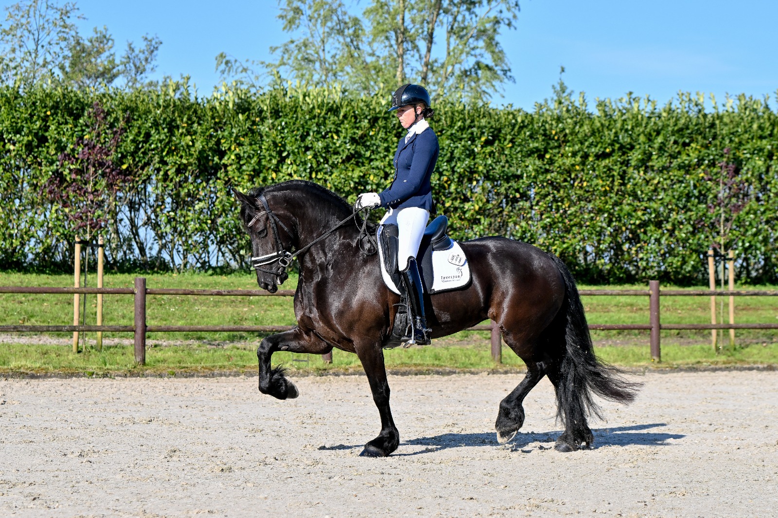 IBOP Wergea: Elena (Nane 492) en Marleen (Tiede 501) Kroon, AAA voor Ieteke Jildau (Elias 494)