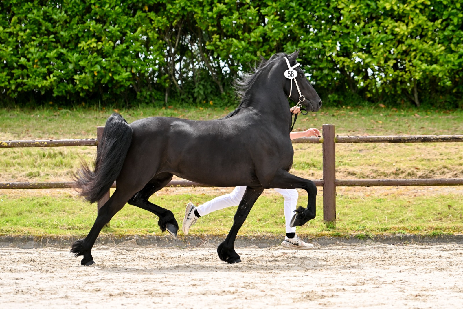 Acht Sterren op de herkeuring in Wergea