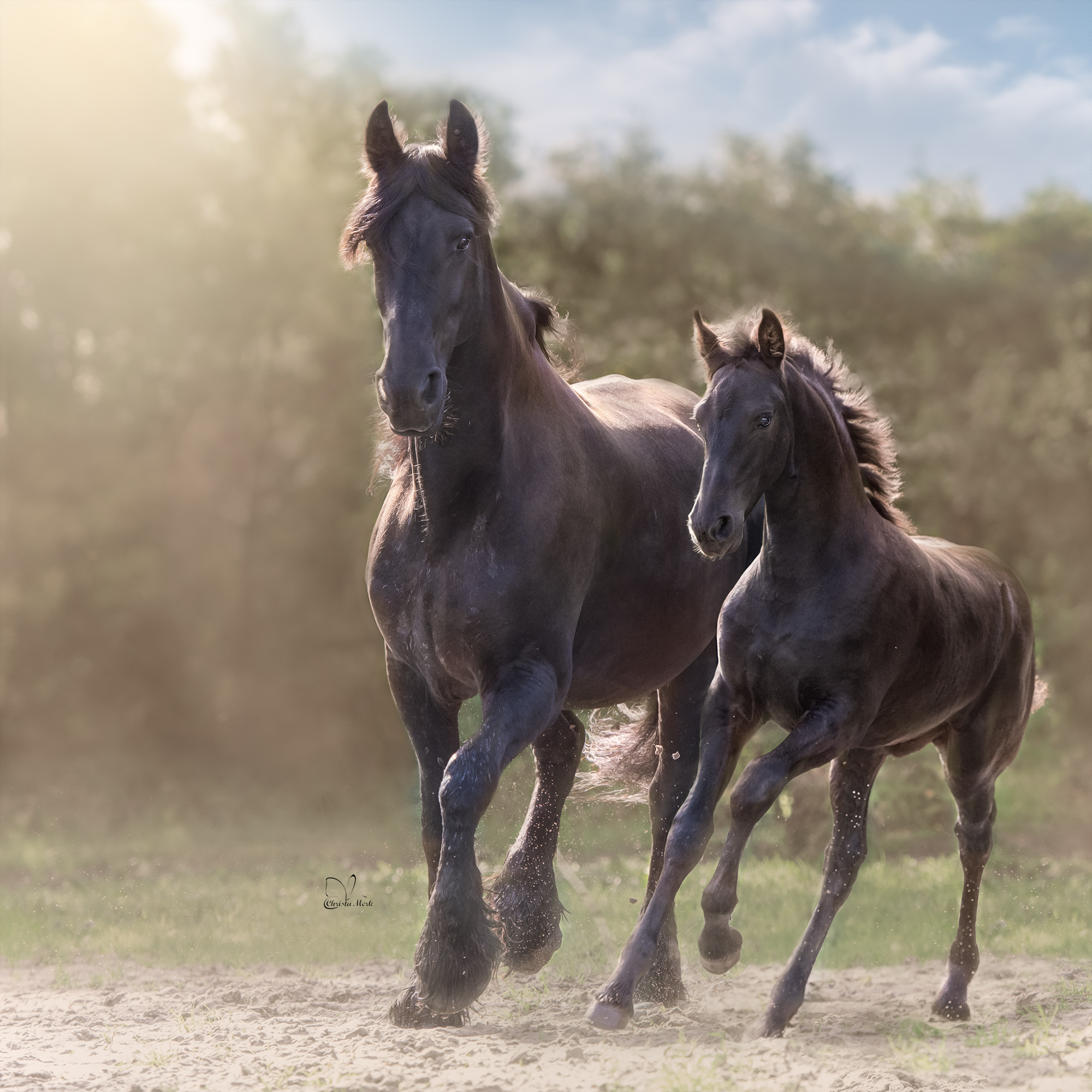 Blog-Ester: voorspel het geslacht van het veulen, het nut van opvoeden en klophengsten (met video)