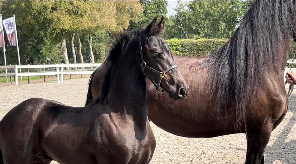 Veulenkeuring Kollumerzwaag: zes eerste premie veulens