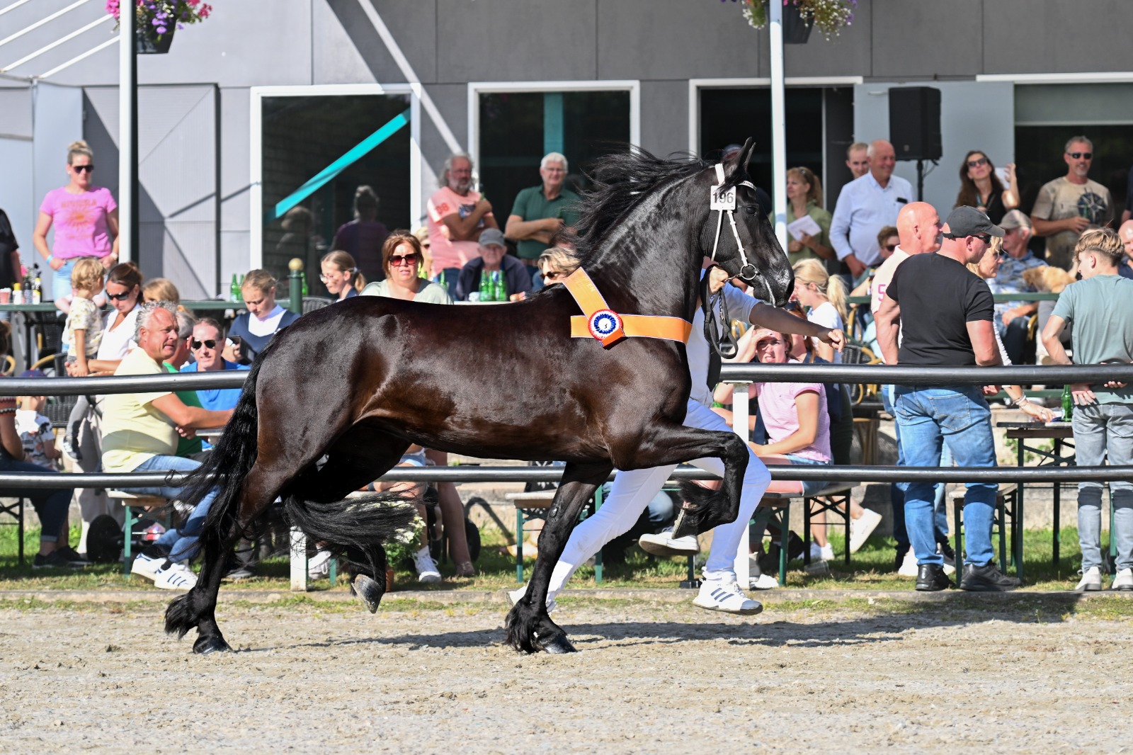 Makkelijk schakelende Rianne (Auwert 514) kampioen in Harich
