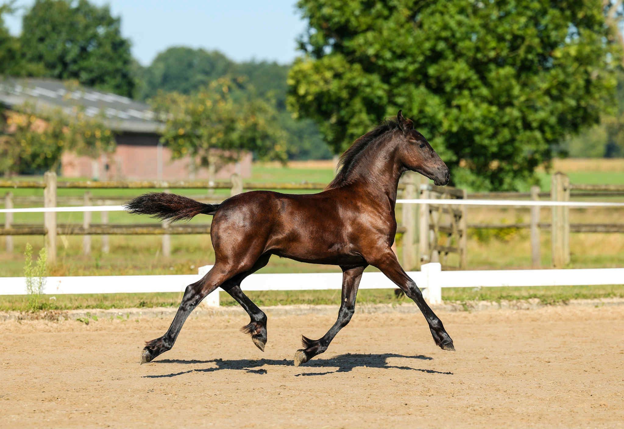 Stamboekkeuring Vorden: zeven Sterren, twee veulens met een eerste premie
