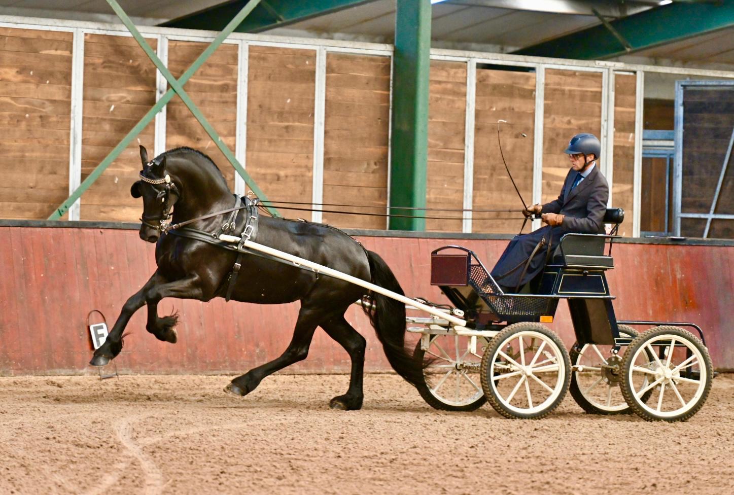 IBOP Wergea | Vijf nieuwe Kroonmerries en tweemaal AAA