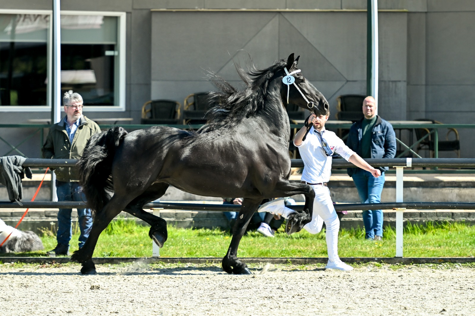Vier Sterren op stamboekkeuring Harich