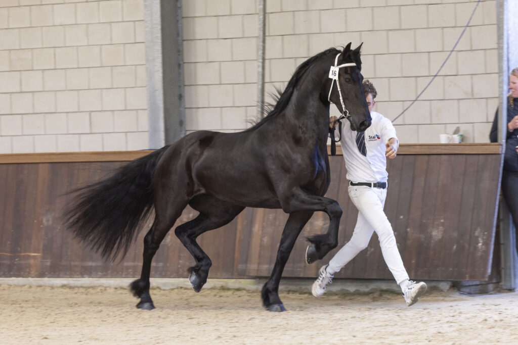 Wytske B. Ster (Ulbrân 502 x Jehannes 484). Foto: Renate Teensma