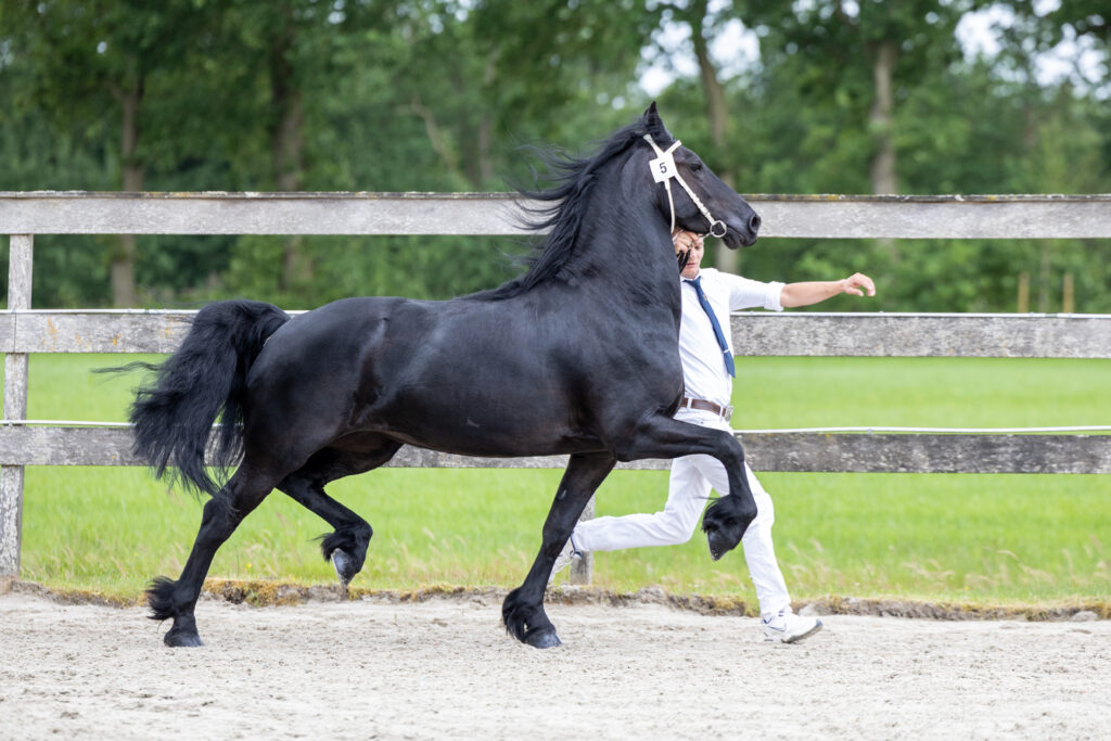 Ultra Ster (Alwin 469 x Jouwe 485) Foto: Evelien Duin