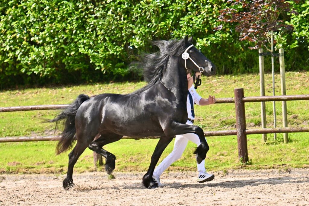 Xena B. Ster (Herre 524 x Jehannes 484) Foto: Johanna Faber