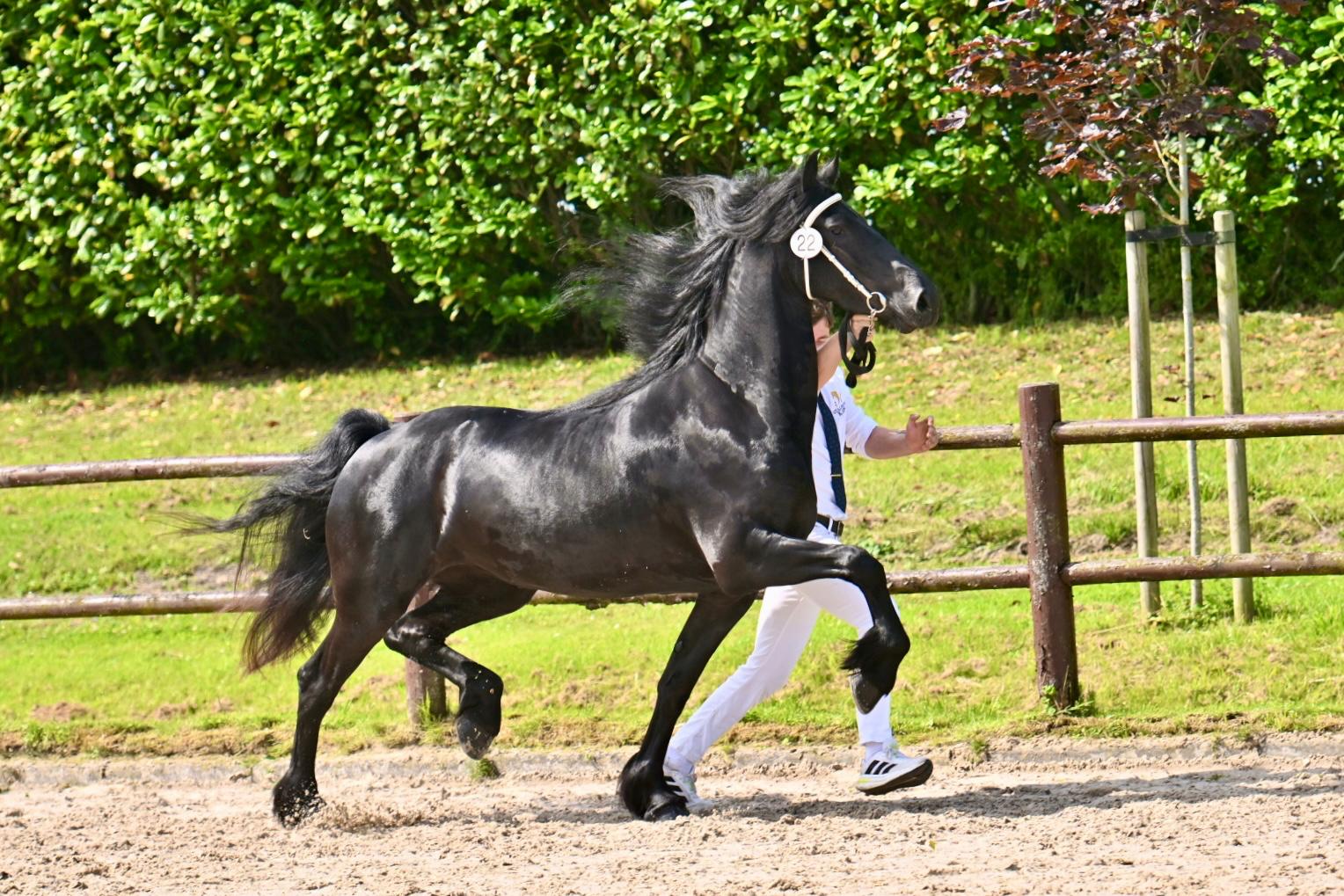 Stamboekkeuring Wergea: 11 Sterren, Xena (Herre 524) met een eerste premie