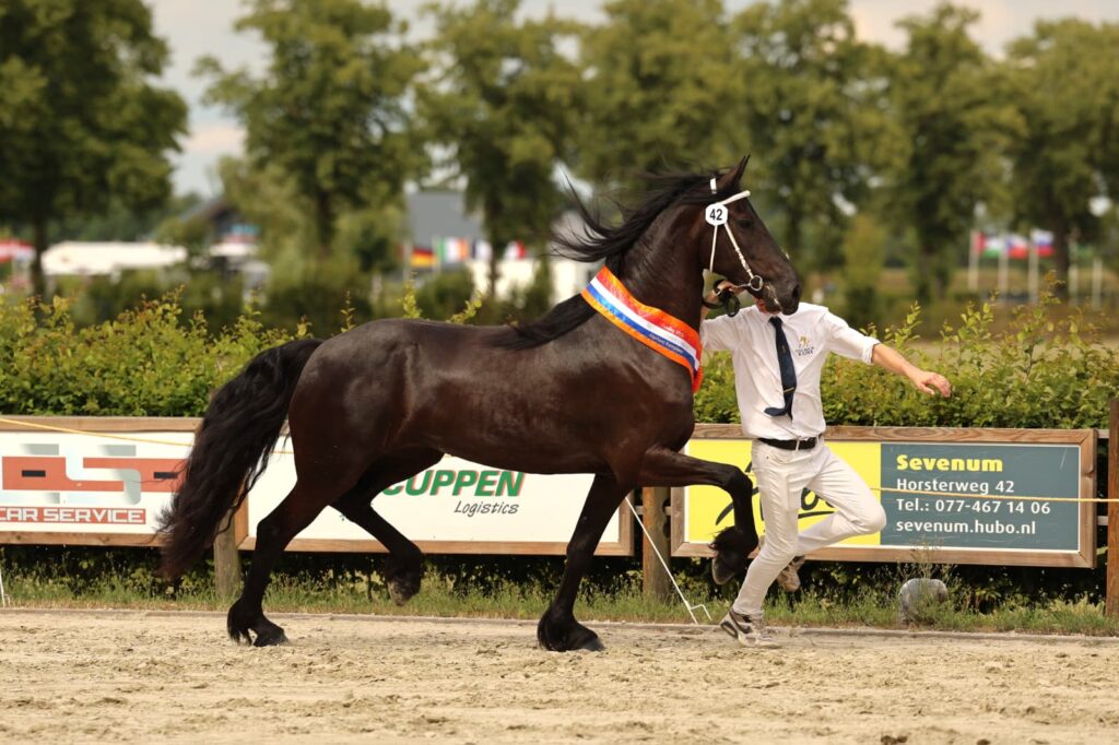 Fokdagkampioen Tiara D. van de Sprong Ster AA (Omer 493 x Andries 415) foto: Daniëlle Vink