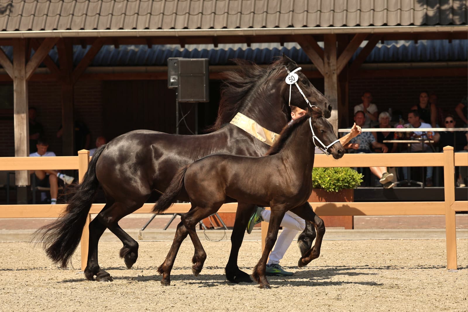 Ise fan Klein Weulink (Boet 516 x Alwin 469) kampioen merrieveulens (foto: Daniëlle Vink)