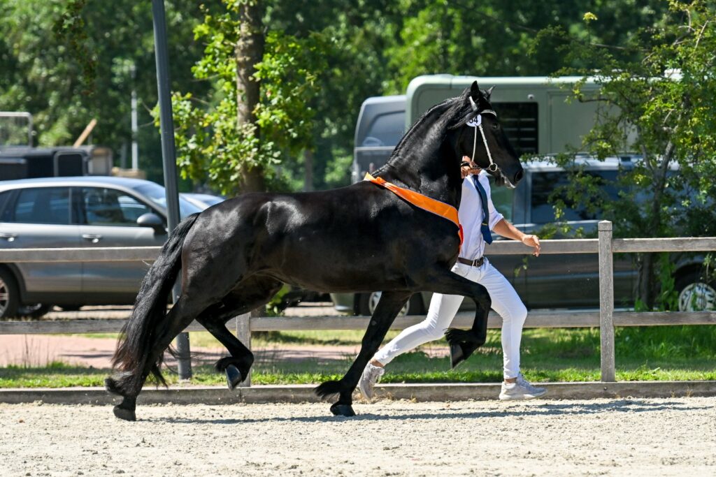 Fokdagkampioen Zwaantsje fan Oostenburg Ster (Ulbrân 502 x Bikkel 470)