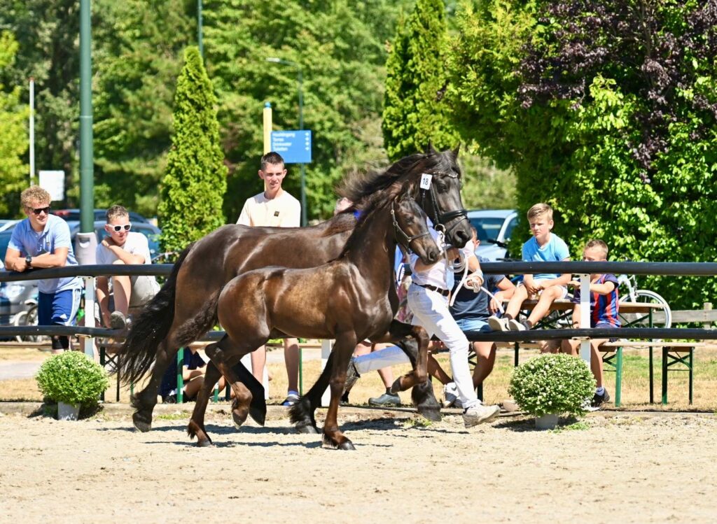Ilyas fan ‘Sweltjes State’(Nyk 538 x Markus 491) - kampioen hengstveulens (foto: Johanna Faber)