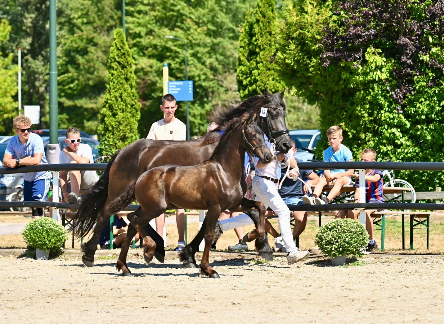 Harich dag 1: Ilyas (Nyk 538) en Gloria (Herre 524) veulenkampioenen