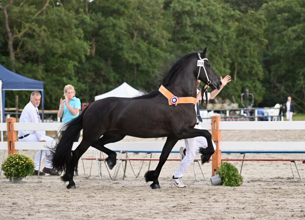 Fokdagkampioen Janke L.W. Kroon AAA (Jehannes 484 x Gjalt 426) foto: Johanna Faber