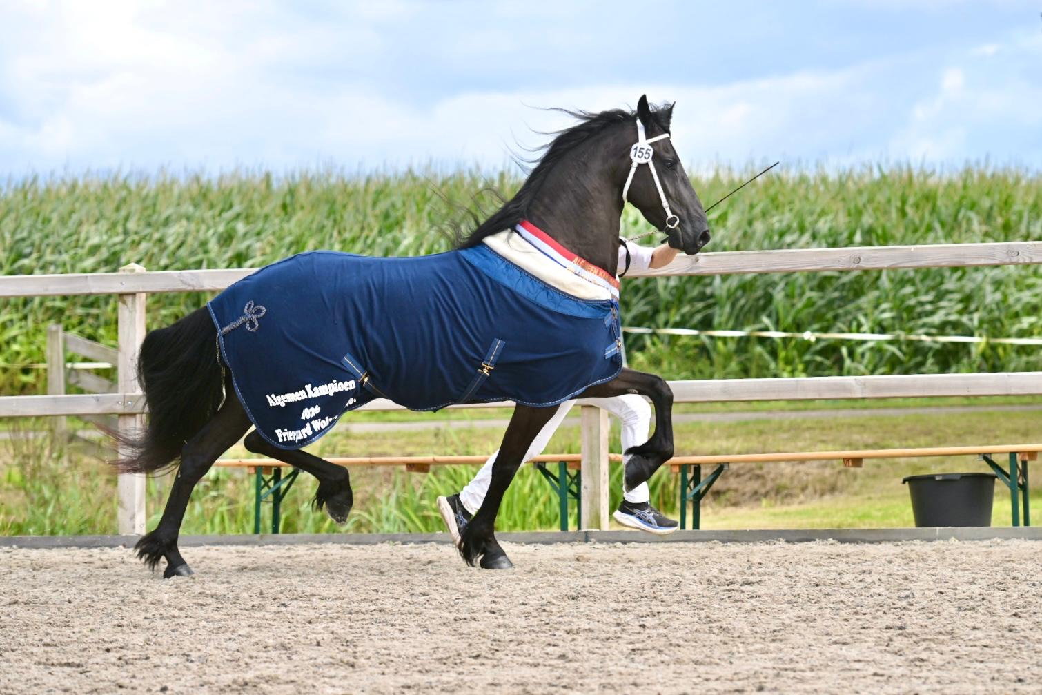 Subliem dravende Tara (Auwert 514) wint Wolvega