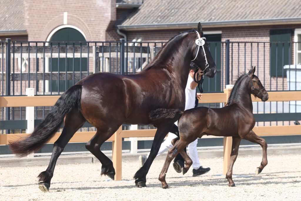 Ilias v/d Vogelpoelhoeve (Kees 531 x Tiede 501) Foto: Ingrid Truijens