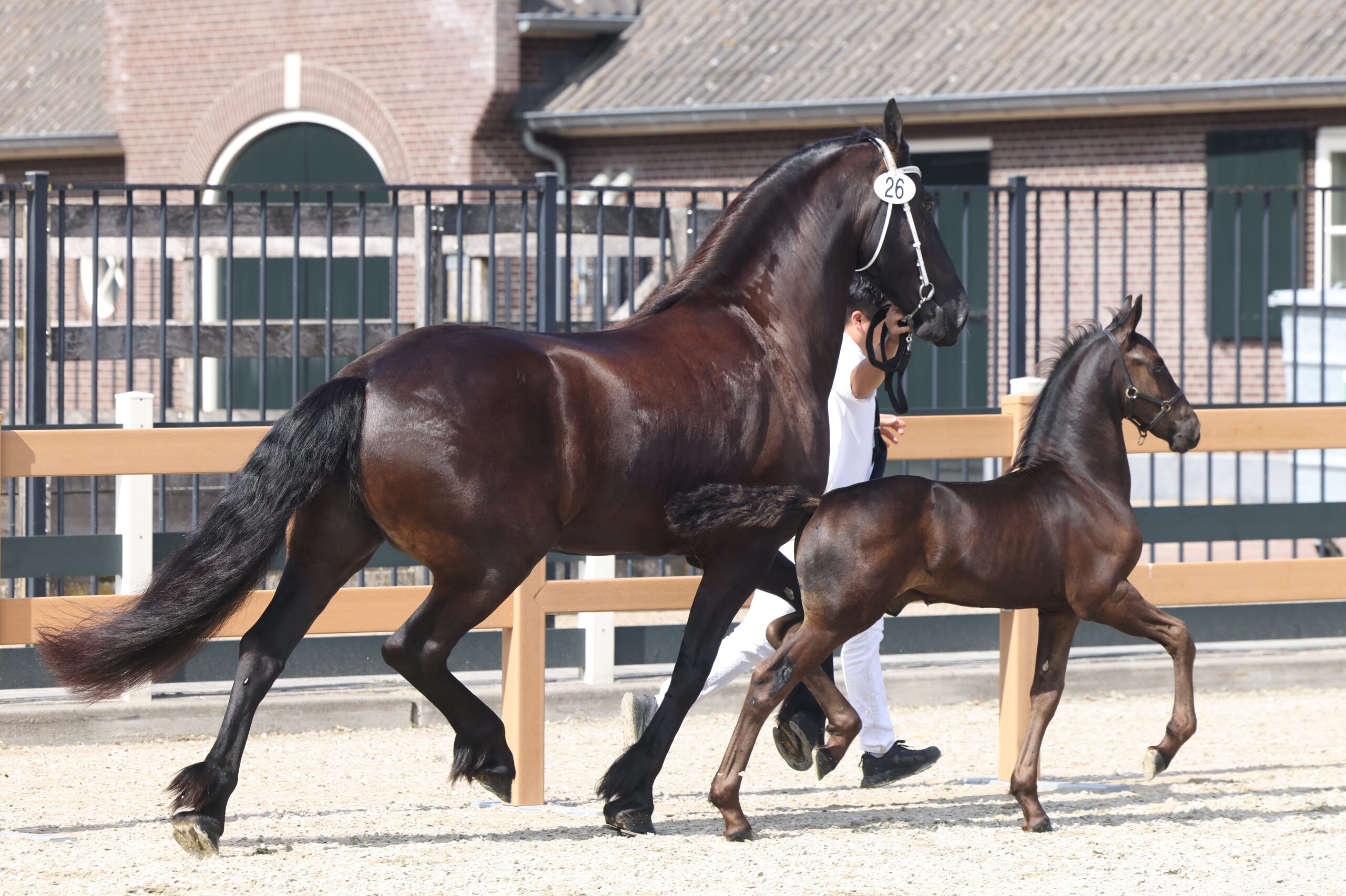 Veulenkeuring Lunteren: 14 eerste premies