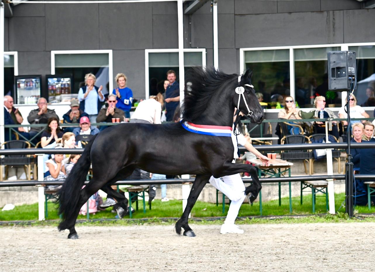 CK2026 l Kampioentitel 4 t/m 6-jarige merries voor Madam van de Marne (Jehannes 484)